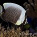 butterflyfish_reticulated_tt_kad_h_0016_fij0596.jpg